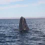 IMG 0001 2 (37)